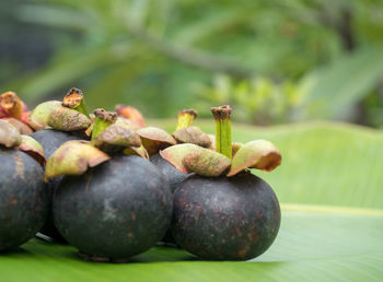 Close-up of fruits growing on plant