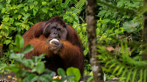 Orangutan by tree