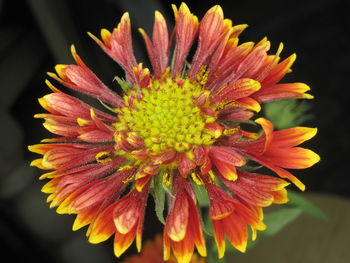 Close-up of pink flower
