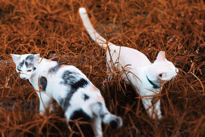 High angle view of sheep on field