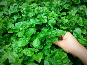 Close-up of hand holding leaves