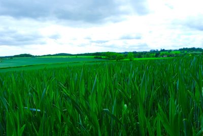Scenic view of field against cloudy sky