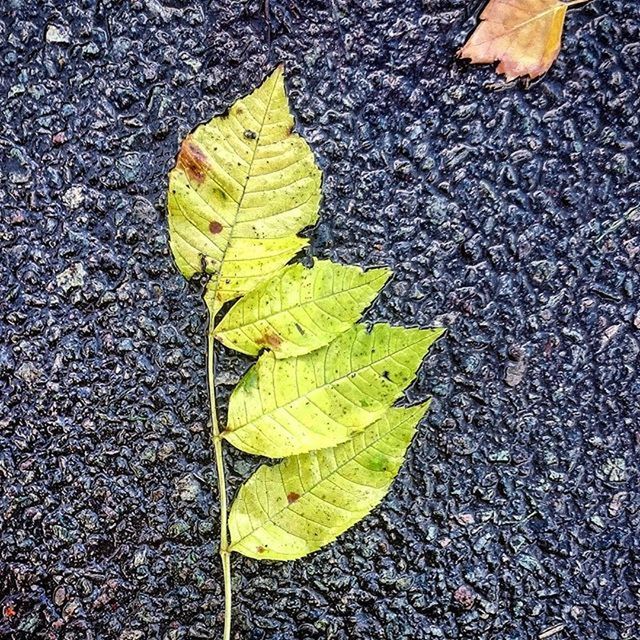 leaf, autumn, high angle view, leaves, change, season, leaf vein, street, dry, fallen, asphalt, yellow, natural pattern, nature, close-up, road, day, outdoors, no people, maple leaf