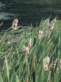 Scenic view of lake