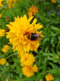 Close-up of bee pollinating on yellow flower