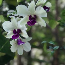 Close-up of flowers blooming outdoors