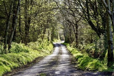 Road amidst trees in forest