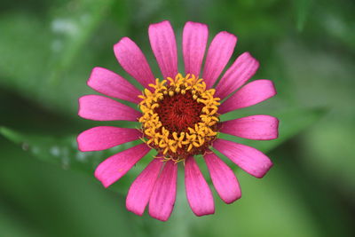 Close-up of pink flower