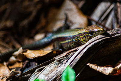 Close-up of lizard on tree