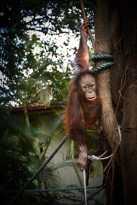 View of orangutan hanging on tree