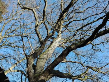 Low angle view of bare tree against clear sky