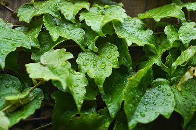 Full frame shot of green leaves