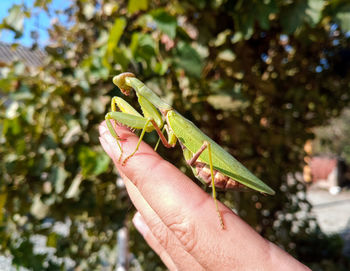 Close-up of hand holding leaf