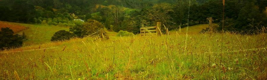 Trees on grassy field