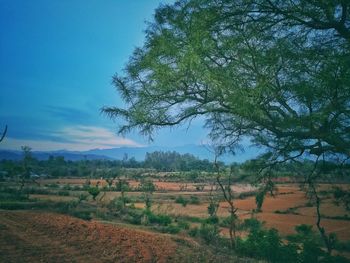 Scenic view of agricultural field against sky