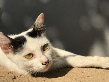 Close-up of cat lying down