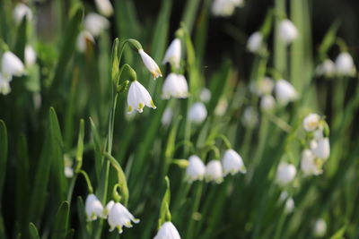 Close-up of white flowering plants on field