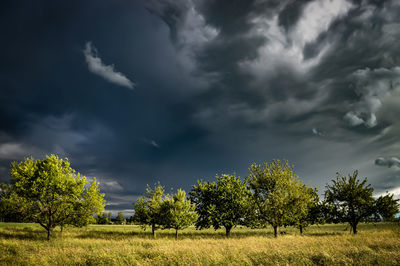 Trees on field against cloudy sky