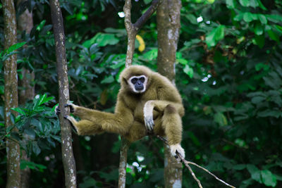 Monkey hanging on tree in forest