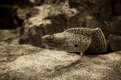 Close-up of a lizard on rock