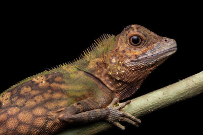 Close-up of lizard against black background