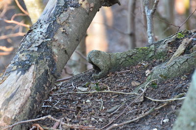 Close-up of lizard on tree trunk in forest