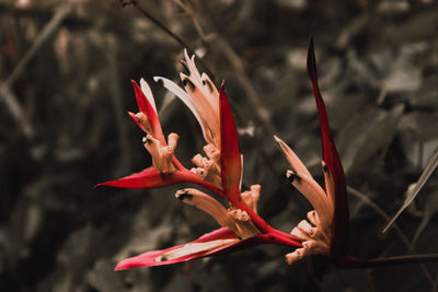 Close-up of red flowering plant