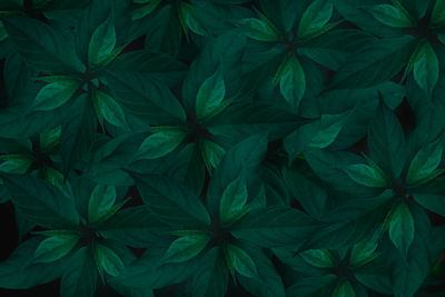 Full frame shot of leaves