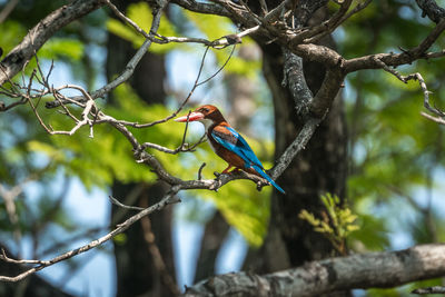 Low angle view of bird perching on branch