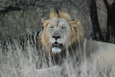 Portrait of lion in africa