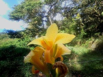 Close-up of yellow flowers