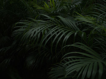 Full frame shot of palm trees at night