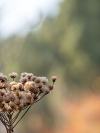 Close-up of wilted flowering plant