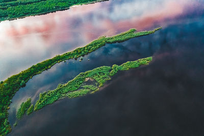 High angle view of wet plants