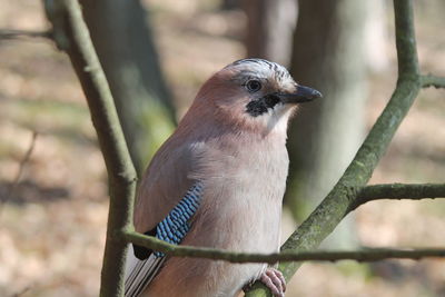 Close-up of bird perching on tree