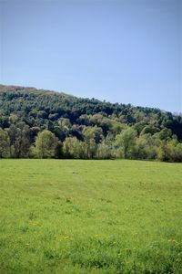 Scenic view of field against clear sky