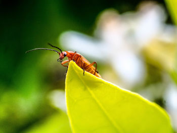 Close-up of insect on leaf