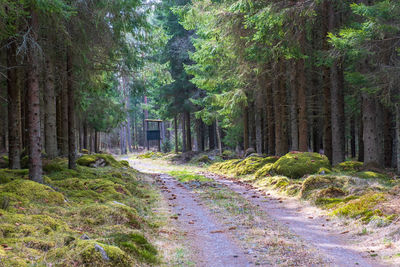 Dirt road in a spruce forest with a hunting tower