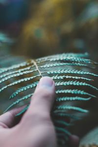 Close-up of person touching fern leaves