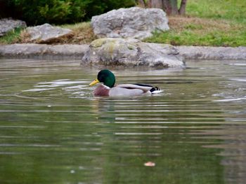 Ducks swimming in lake