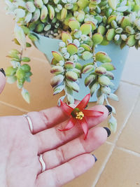 Close-up of hand holding plant