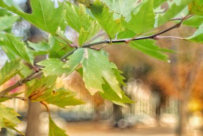 Close-up of green leaves on branch