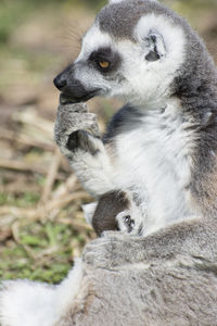 Close-up of lemure and baby animal looking away