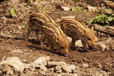 Close-up of young wild boars on field