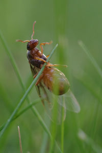 Close-up of ant on leaf