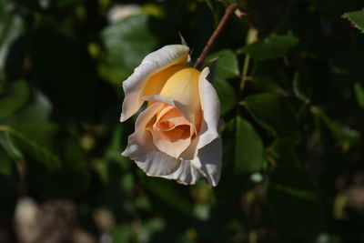 Close-up of white rose