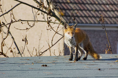 Squirrel on ground