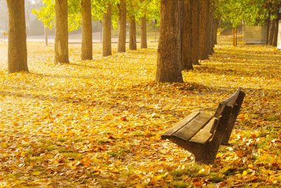 Autumn leaves in park