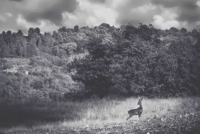 Deer on field against sky