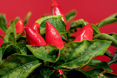 red